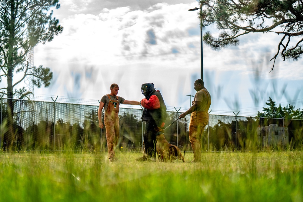 DSTB K9 Training