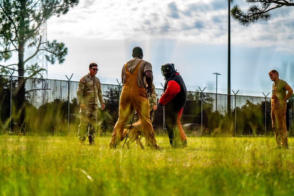 DSTB K9 Training