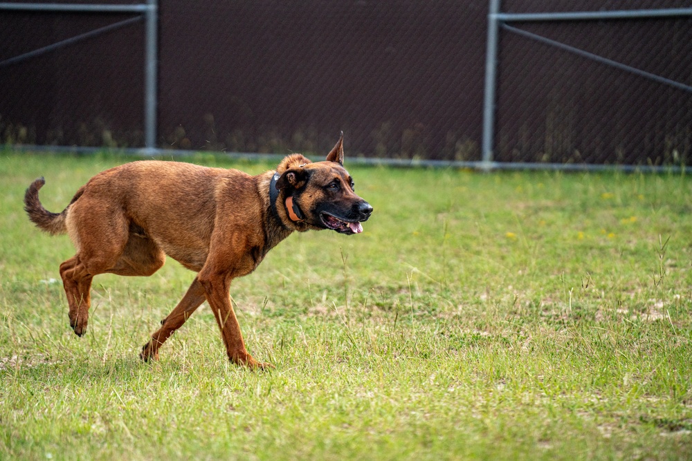 DSTB K9 Training