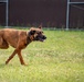 DSTB K9 Training