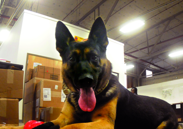 Fort Gregg-Adams handler, canine conclude Army service, forging new relationship as owner, pet