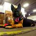 Fort Gregg-Adams handler, canine conclude Army service, forging new relationship as owner, pet