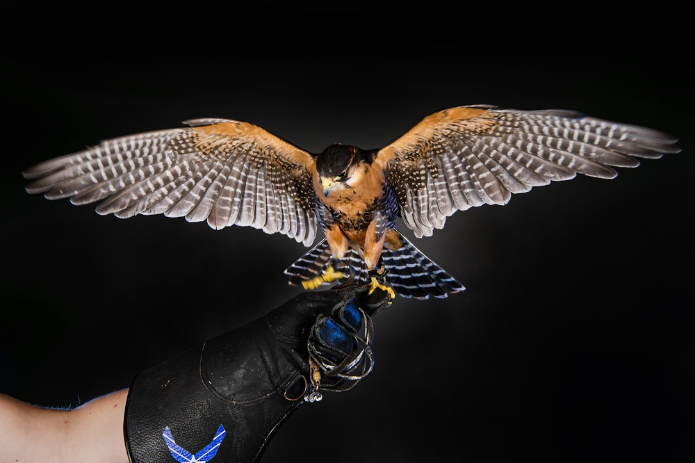 USAFA Falconry