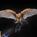 USAFA Falconry