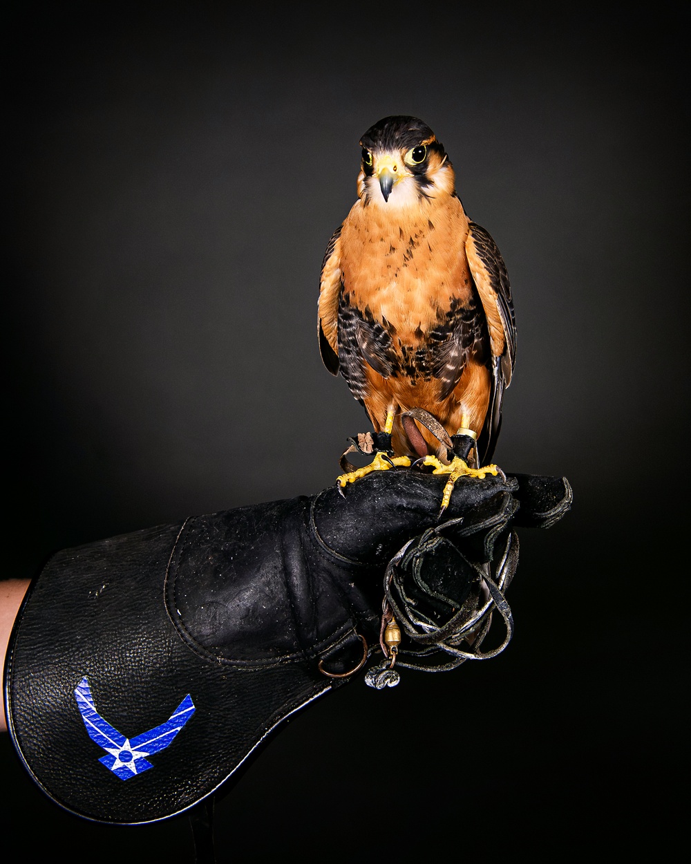 USAFA Falconry