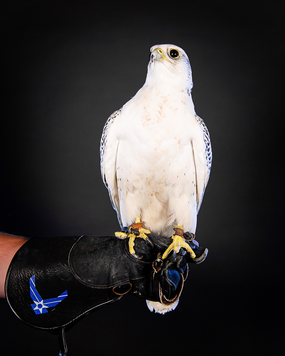 USAFA Falconry