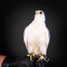 USAFA Falconry