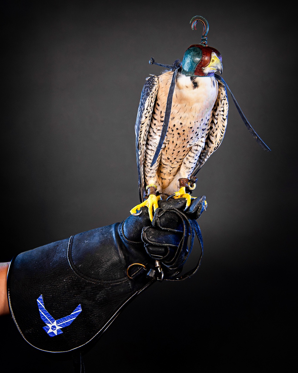 USAFA Falconry