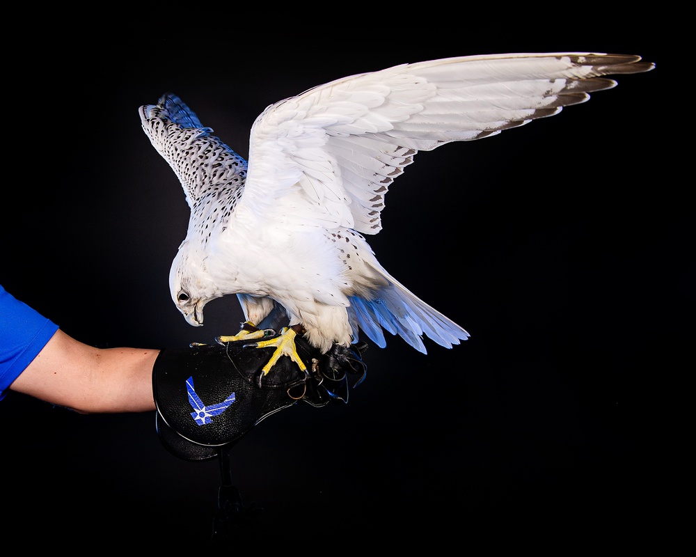 USAFA Falconry