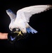 USAFA Falconry