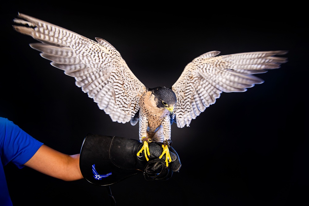 USAFA Falconry