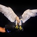 USAFA Falconry