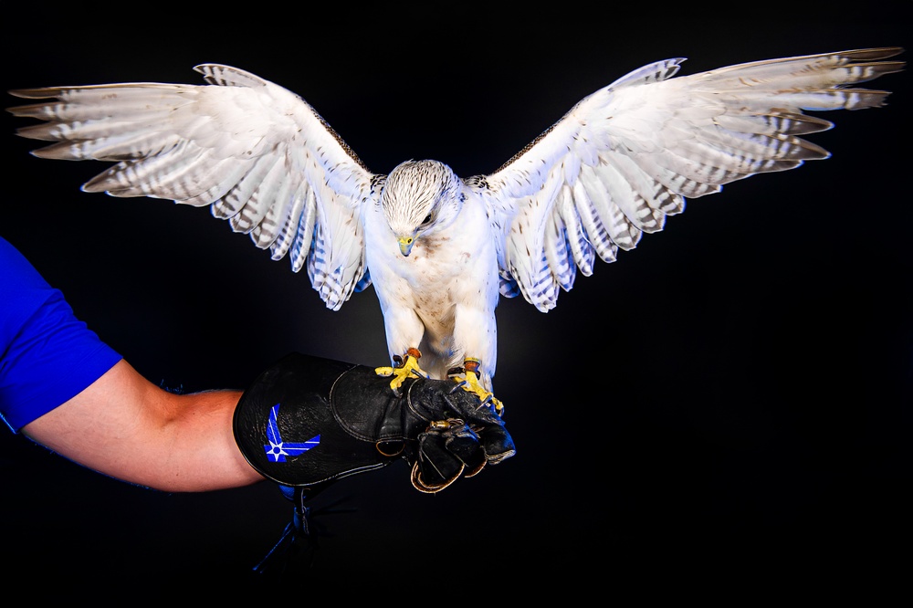 USAFA Falconry