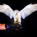 USAFA Falconry