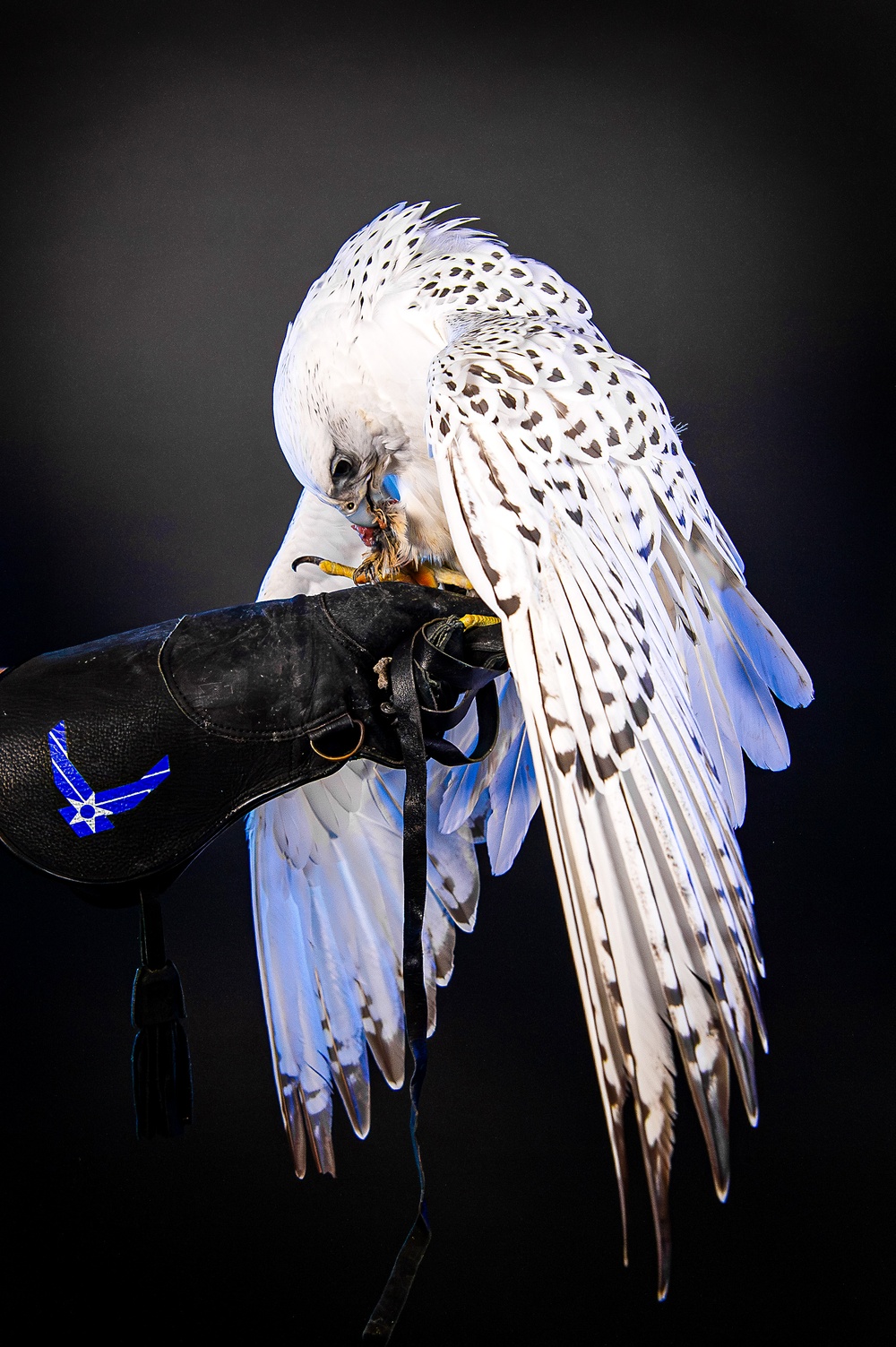 USAFA Falconry