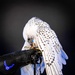 USAFA Falconry