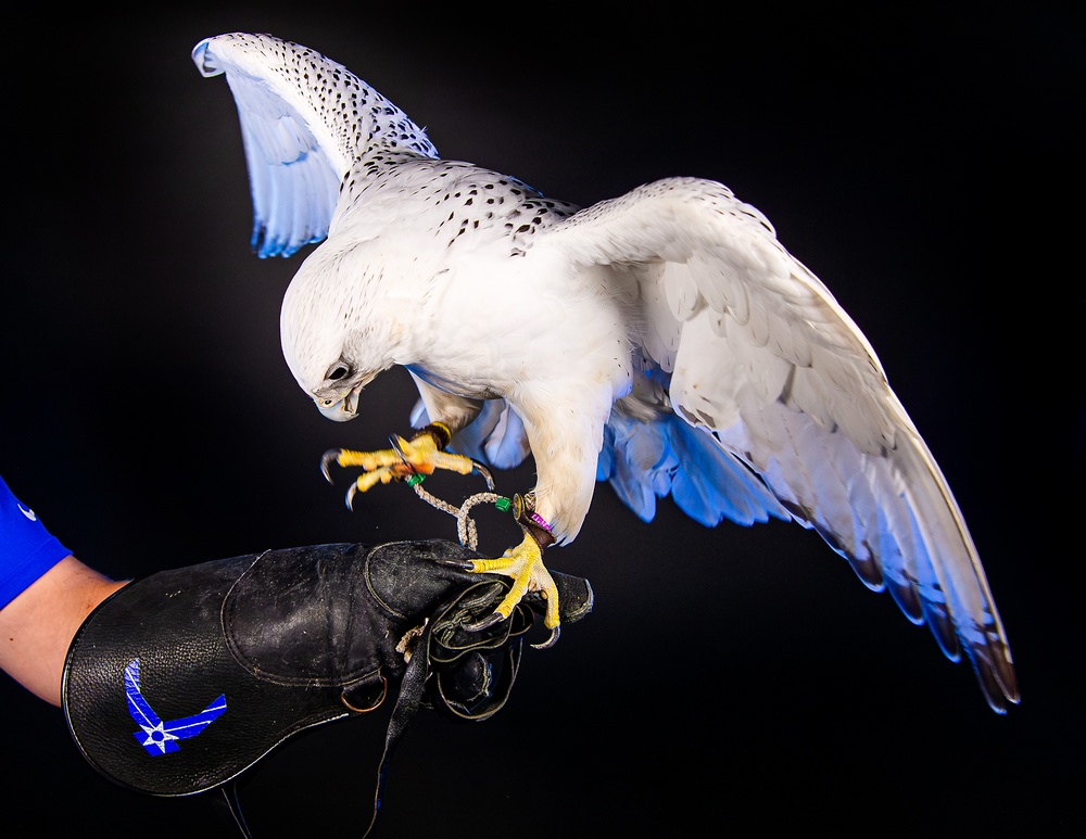 USAFA Falconry