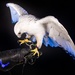 USAFA Falconry