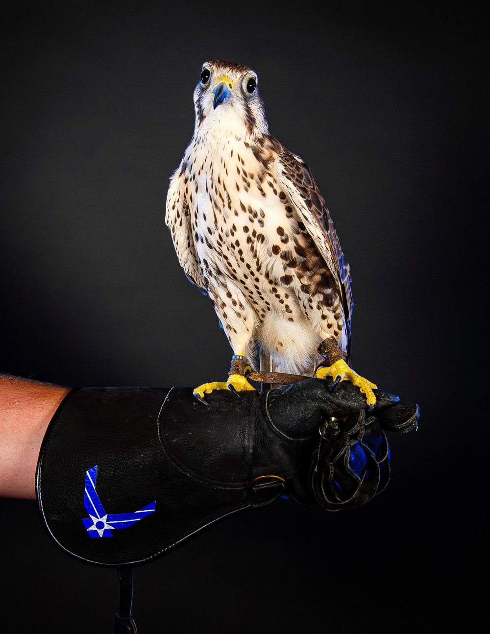 USAFA Falconry