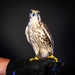 USAFA Falconry