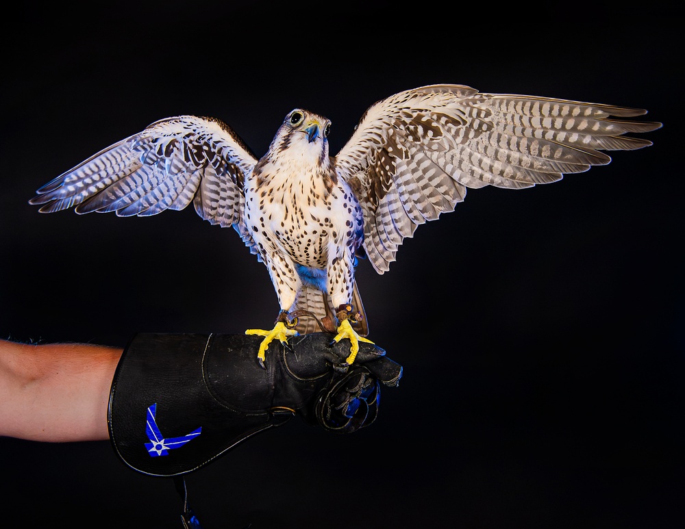 USAFA Falconry