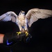 USAFA Falconry