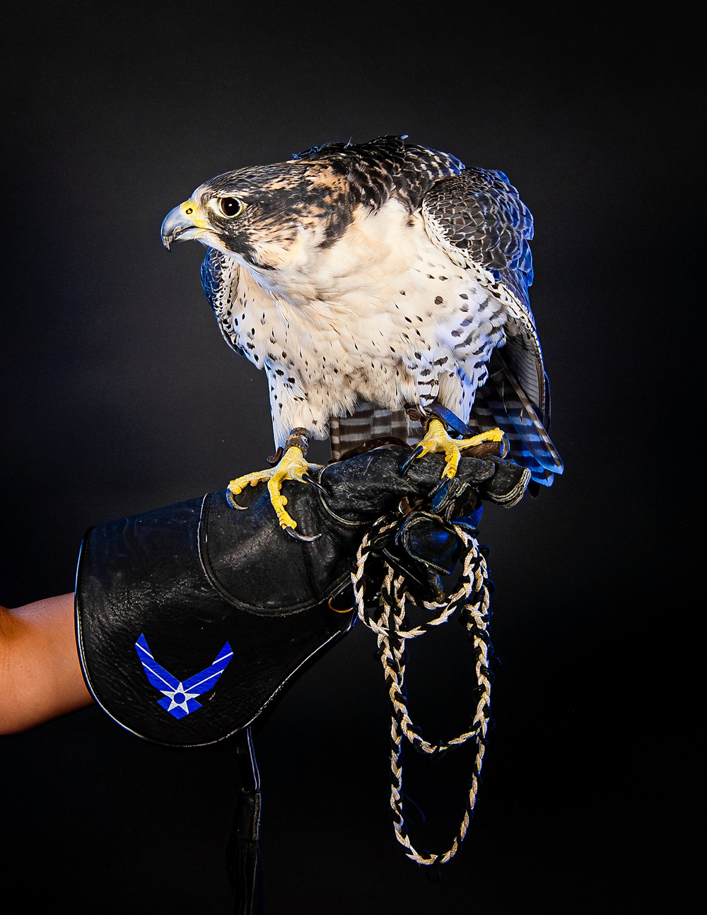 USAFA Falconry