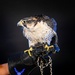 USAFA Falconry