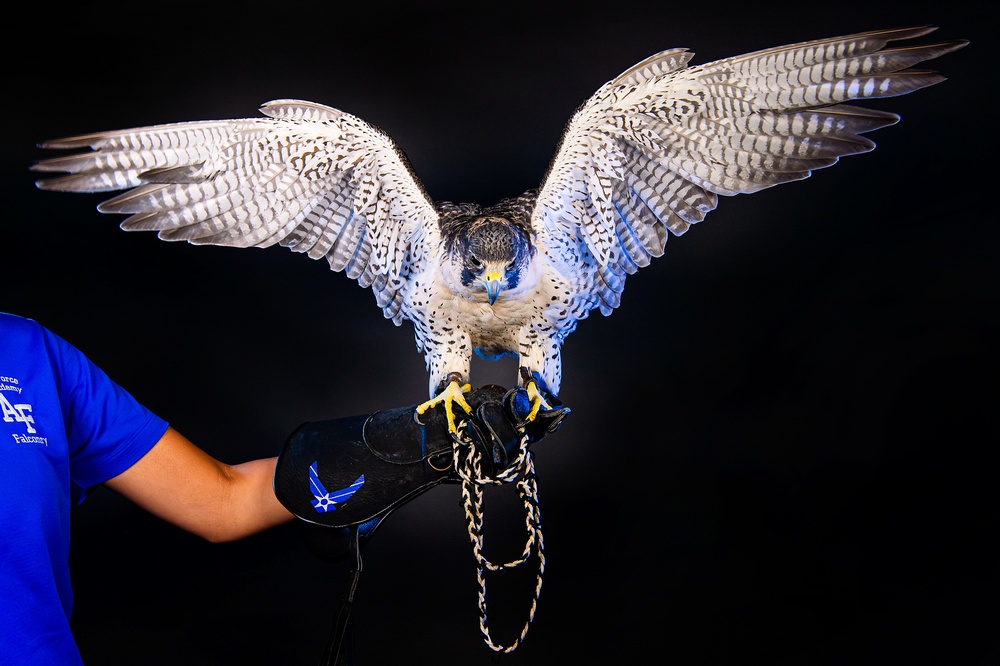 USAFA Falconry