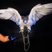 USAFA Falconry