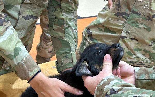 Army Reserve veterinarians augment Operation Walking Shield 2023