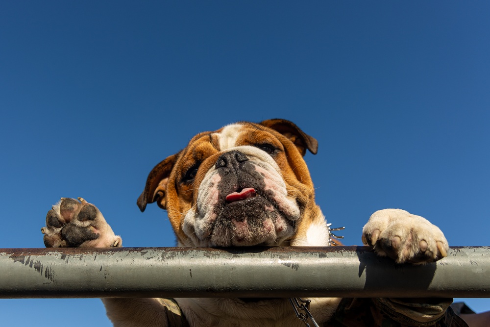 Mascot Monday: Bruno visits the Obstacle Course