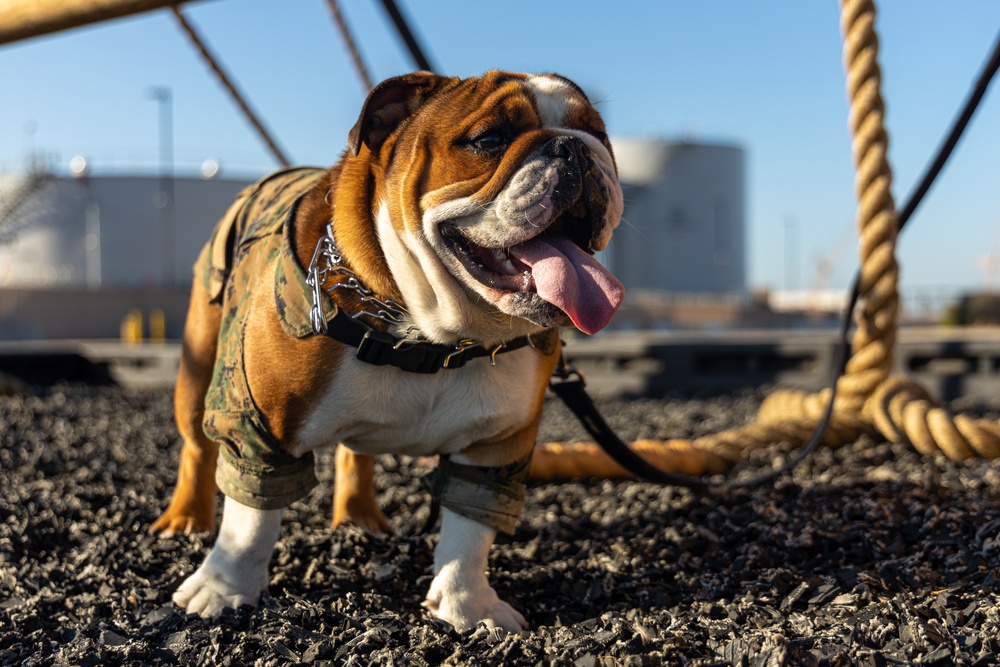 Mascot Monday: Bruno visits the Obstacle Course