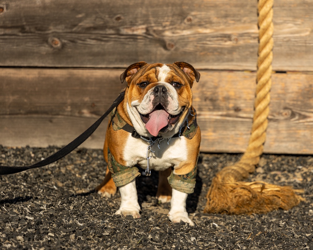 Mascot Monday: Bruno visits the Obstacle Course