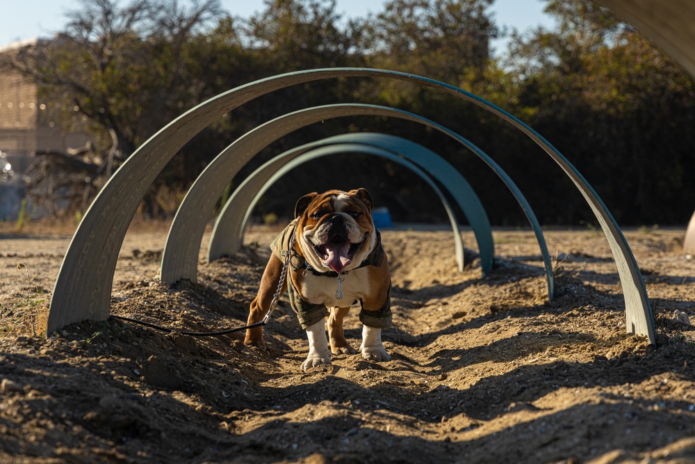 Mascot Monday: Bruno visits the Obstacle Course