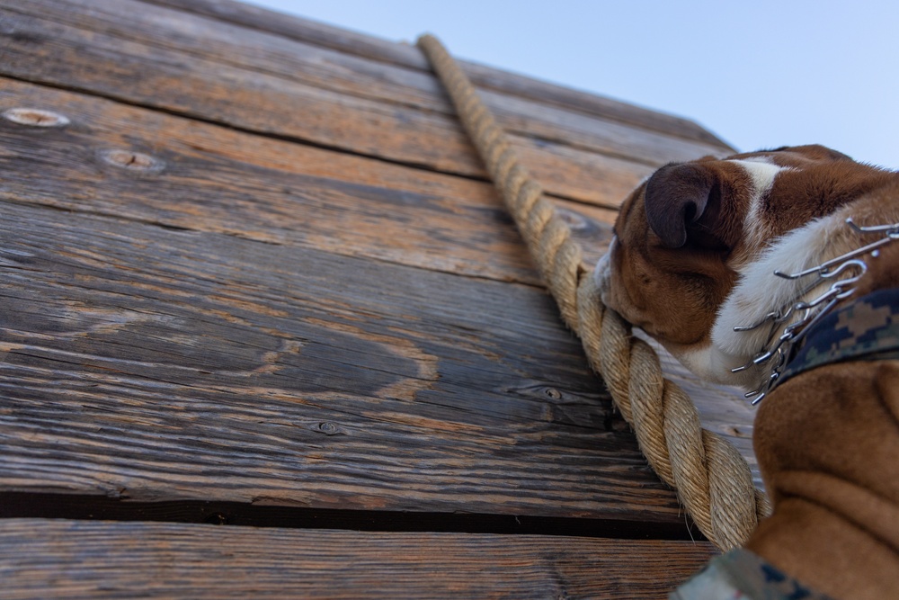 Mascot Monday: Bruno visits the Obstacle Course