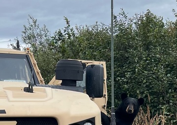 70th BEB Kodiaks meet black bear brothers during field training