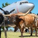 Moo-vin’ through Altus AFB: 25th Annual Cattle Drive