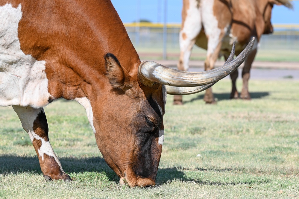 Moo-vin’ through Altus AFB: 25th Annual Cattle Drive