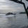 NSW, Royal Malaysian Police Maritime Force conduct joint maritime interdiction operations