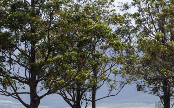 Airmen, Guardian, Soldiers lead the way during Ranger Assessment Course