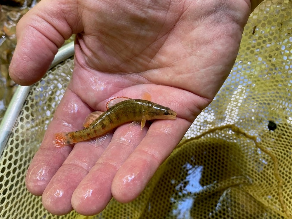 Surveys near Buckhorn Lake leads to discovery of new population of threatened Kentucky Arrow Darter