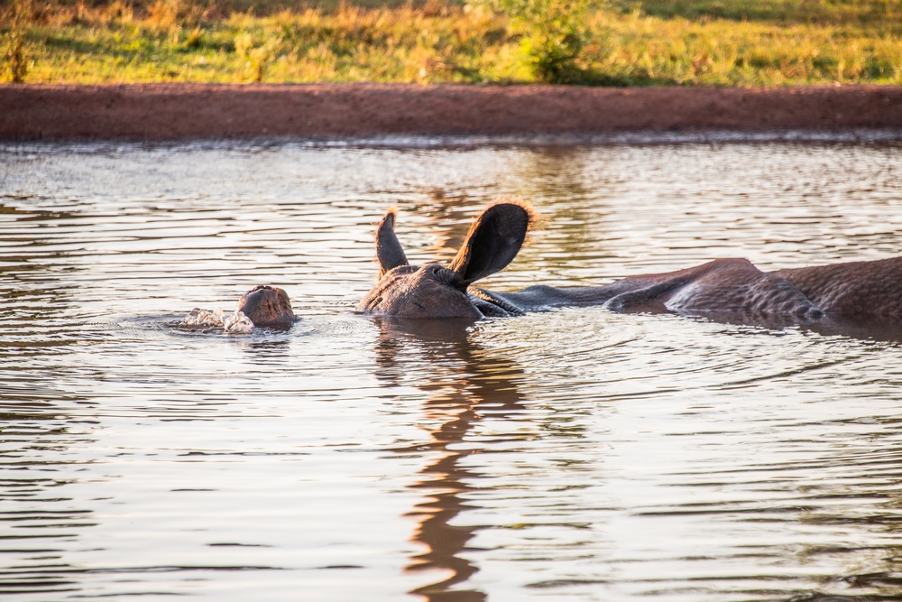 Let the wild rumpus start! 137th SOW Airmen escape to zoo after dark