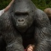 Let the wild rumpus start! 137th SOW Airmen escape to zoo after dark