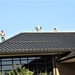 Army Corps of Engineer-led project at Sparta-Fort McCoy Airport, cantonment area underway for new roofing at Fort McCoy