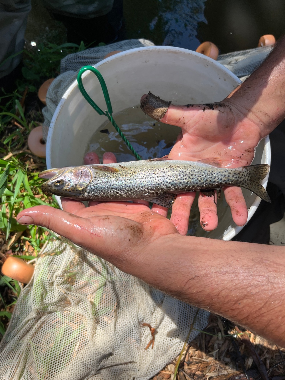 Mountlake Terrace Aquatic Ecosystem Restoration Project