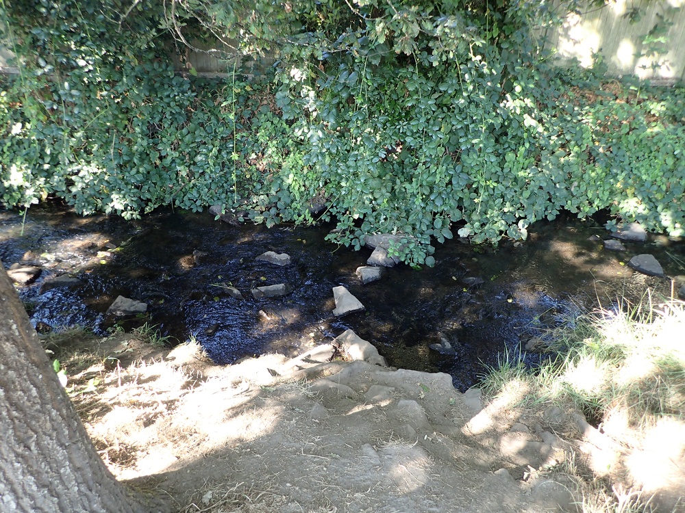 Mountlake Terrace Aquatic Ecosystem Restoration Project