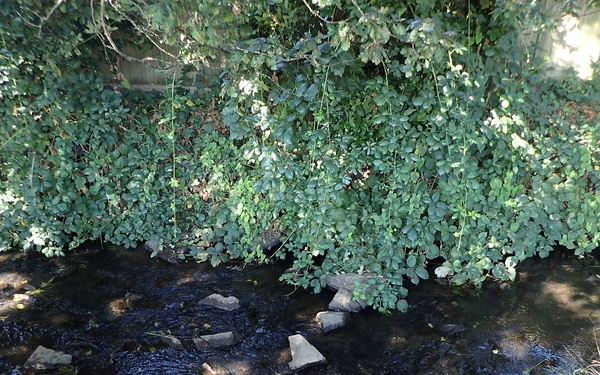Mountlake Terrace Aquatic Ecosystem Restoration Project