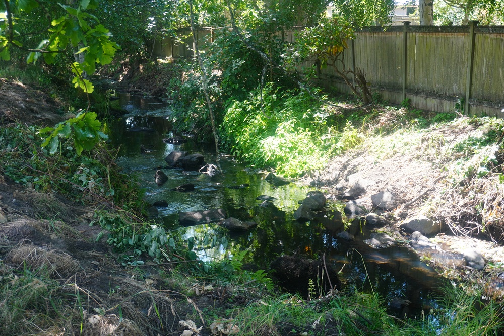 Mountlake Terrace Aquatic Ecosystem Restoration Project