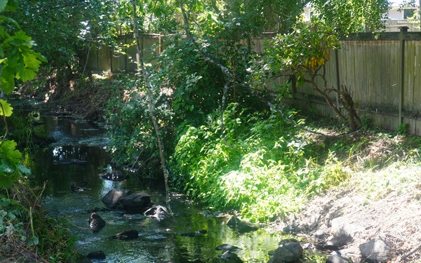 Mountlake Terrace Aquatic Ecosystem Restoration Project